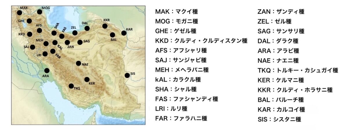 イランの羊