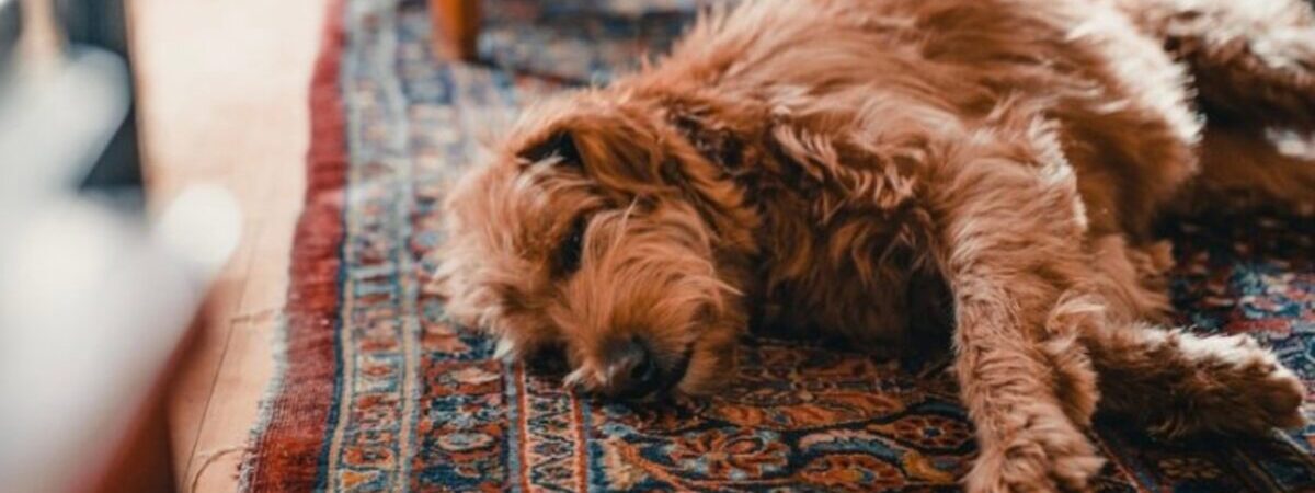 ペルシャ絨毯の耐用年数について